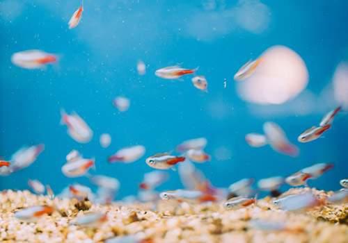 En vivant près de la Méditerranée, ceux qui prennent des cours de français à Marseille sont comme des poissons dans l'eau !