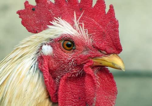 Le français est-il fier comme un coq quant à son niveau d'orthographe ?