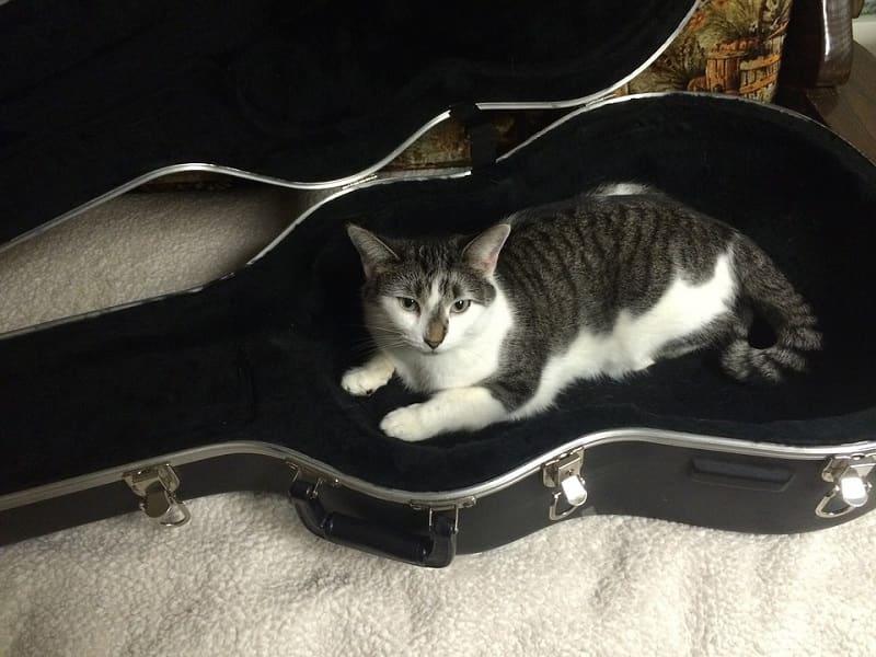 Pourquoi acheter une protection pour la guitare ?