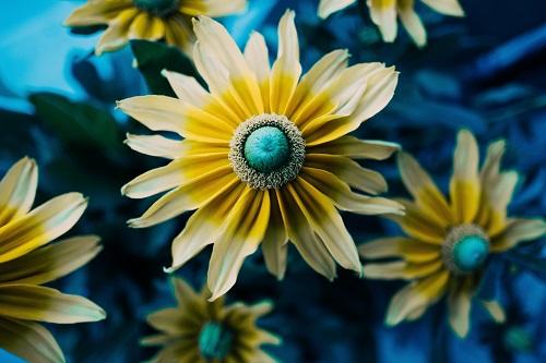 Comment dessiner une fleur.