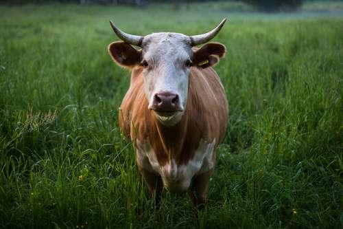 Lait, cuir, corne, chair : la vache, normande ou charolaise, est un animal extraordinaire.