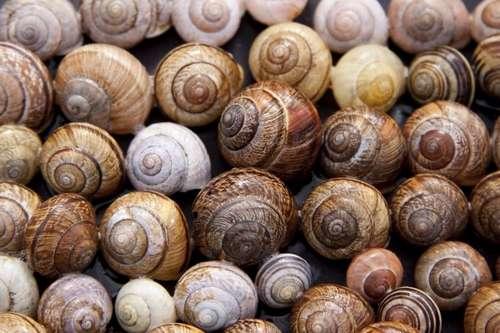 Au beurre pour les Bourguignons ou à la tomate pour les Catalans, ce mollusque longtemps boudé a désormais sa place sur les meilleures tables.