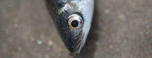 Rougets, maquereaux, sardines, anchois, dorades et autres sont abondamment consommés en France.