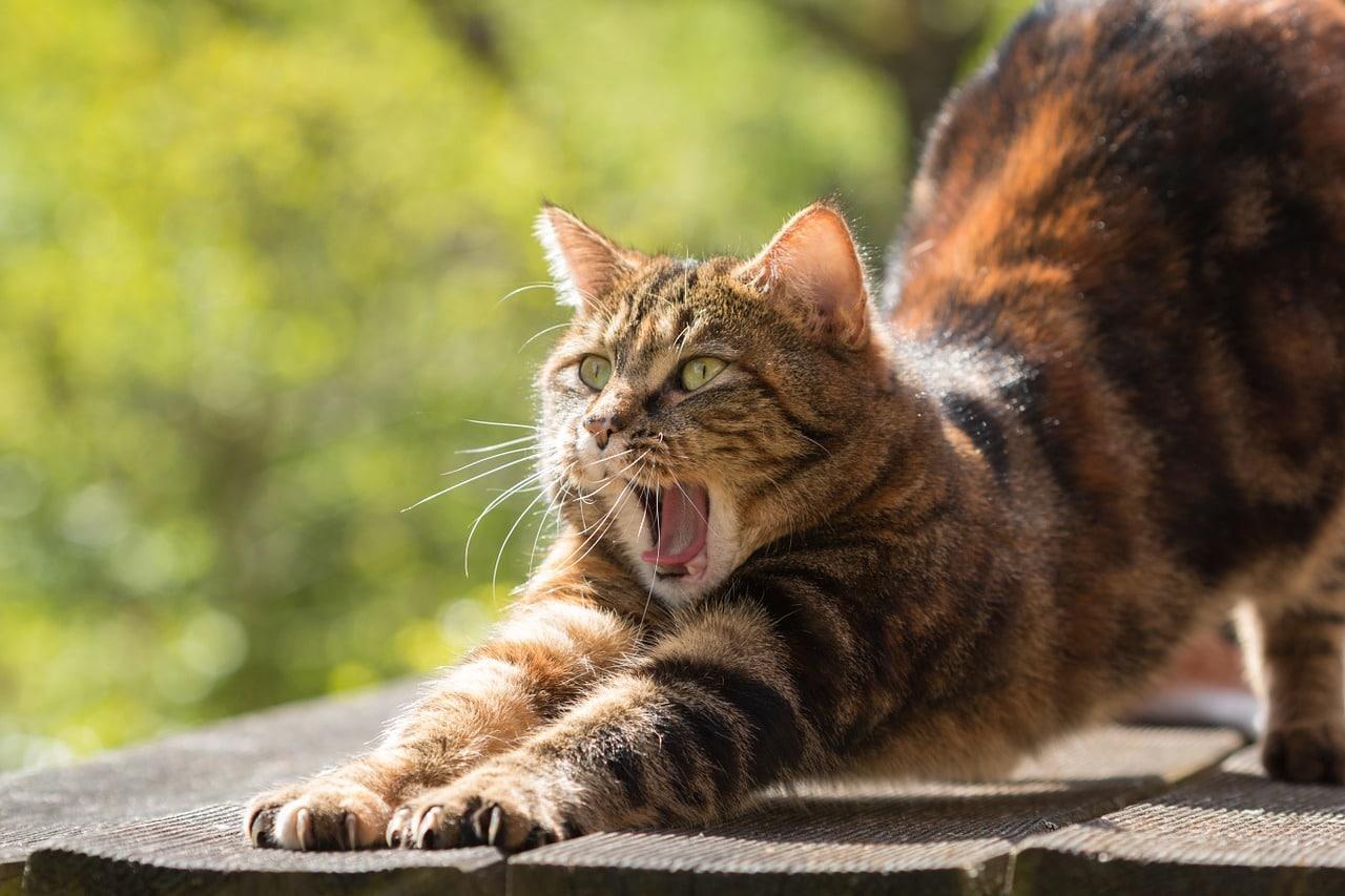 Une salutation au soleil le matin aide à lutter contre la fatigue.