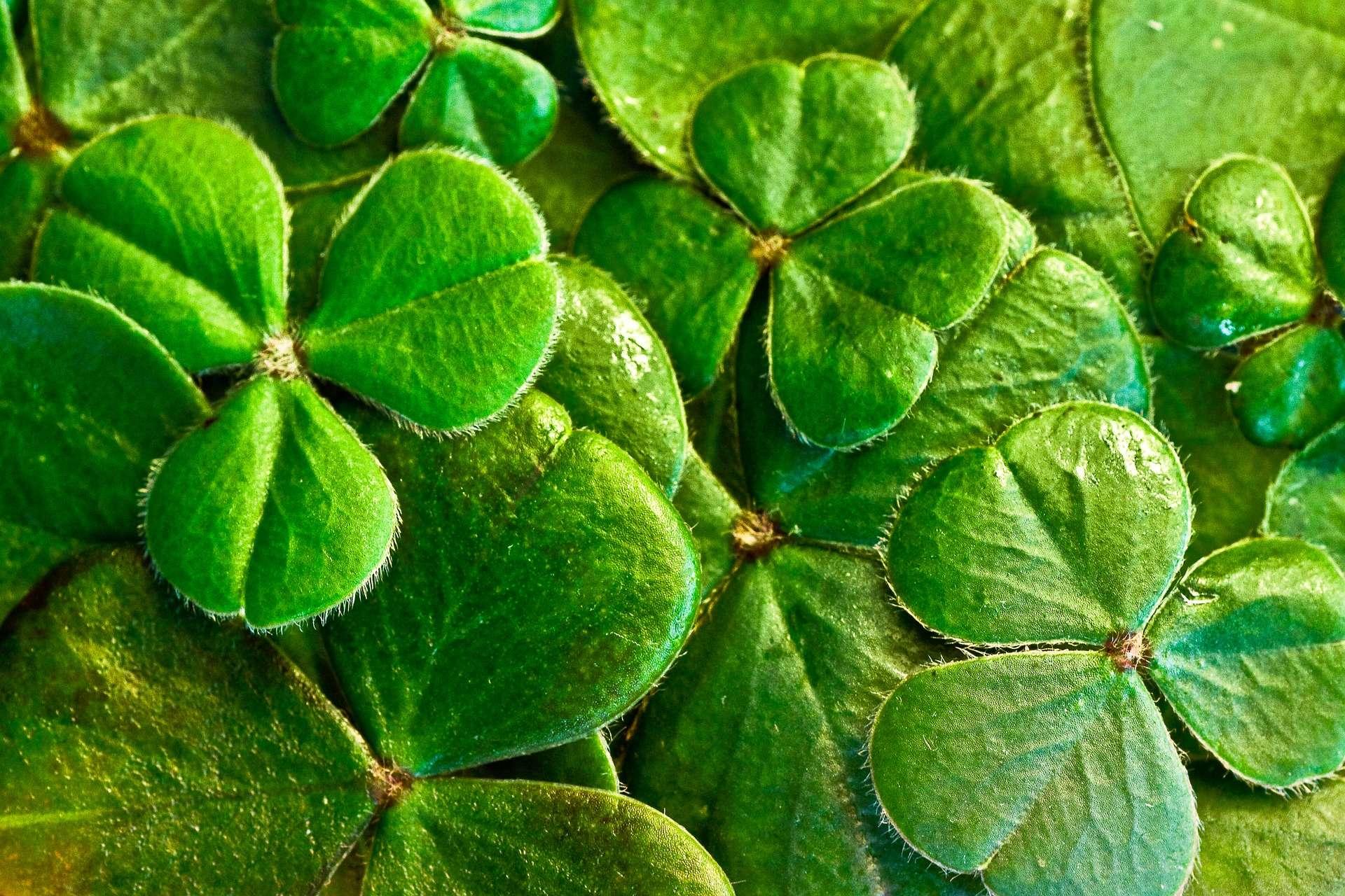 Quel est le prix moyen d'une heure de cours de Irish Dance ?