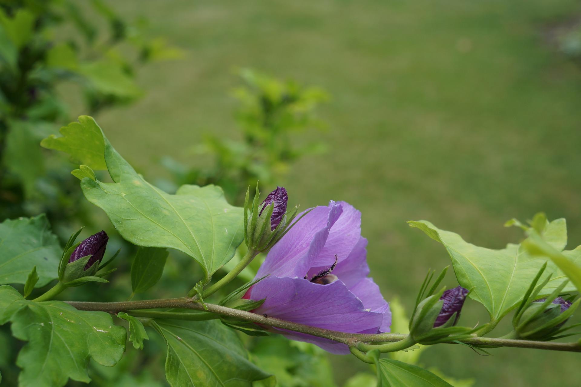 Termes vernaculaires des plantes et des animaux en traduction romaine.