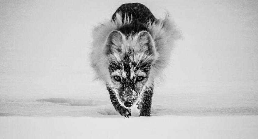 Photo animalière en noir et blanc.