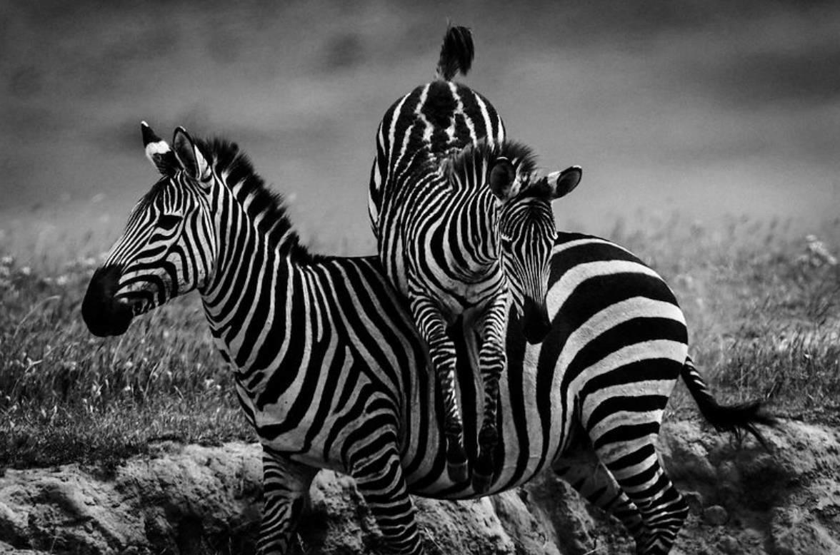 Où apprendre la photographie des animaux ?