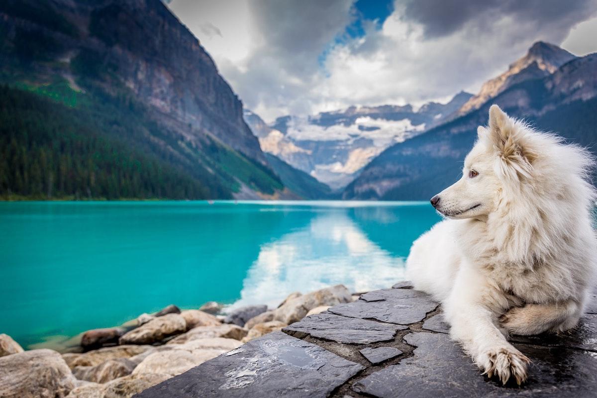 Comment vendre ses photos de photographe animalier ?