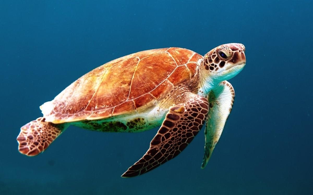 Apprendre les bases de la photo d'animaux !