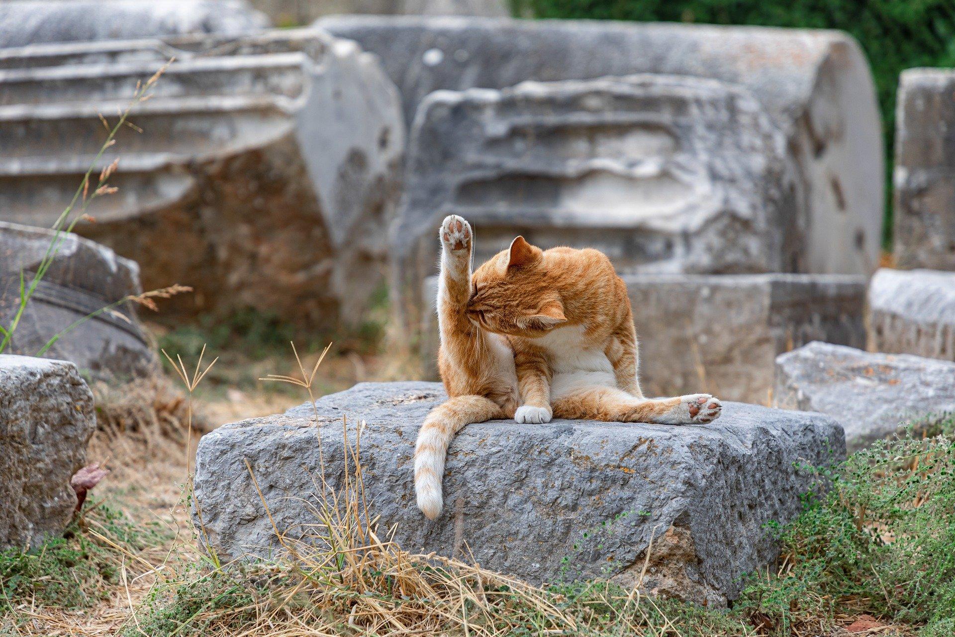 Comment être aussi souple qu'un chat ?