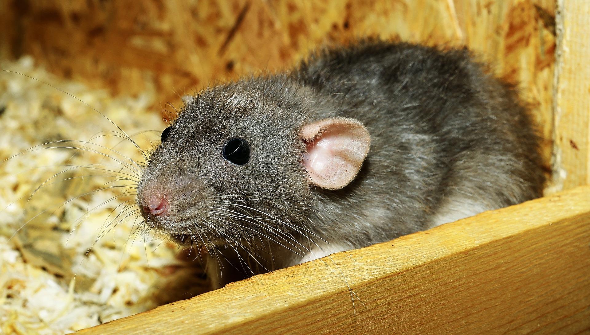 Un animal peut être bien vu et mal vu selon les cultures.