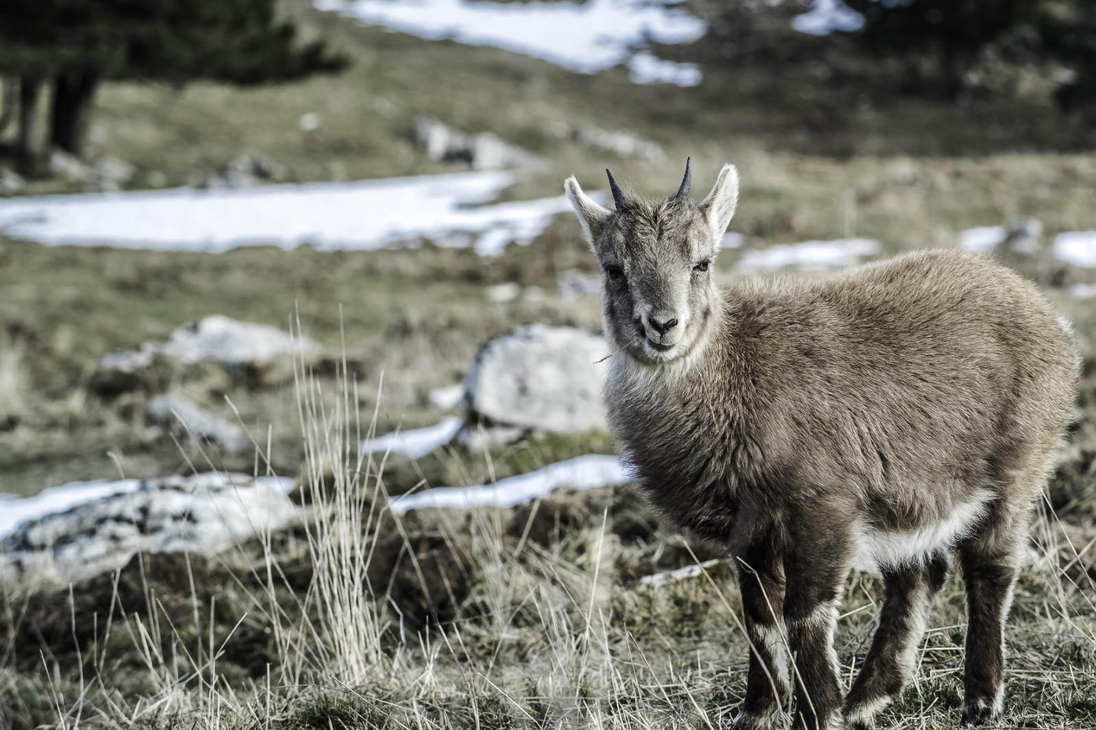 Quelle année est celle du Mouton ?