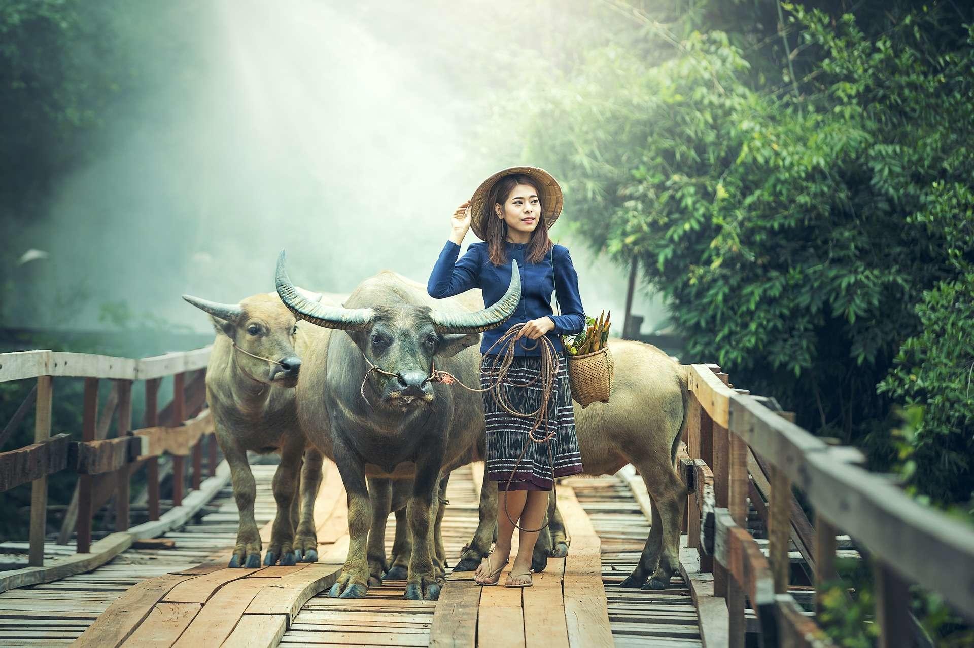Comment trouver son horoscope annuel chinois ?