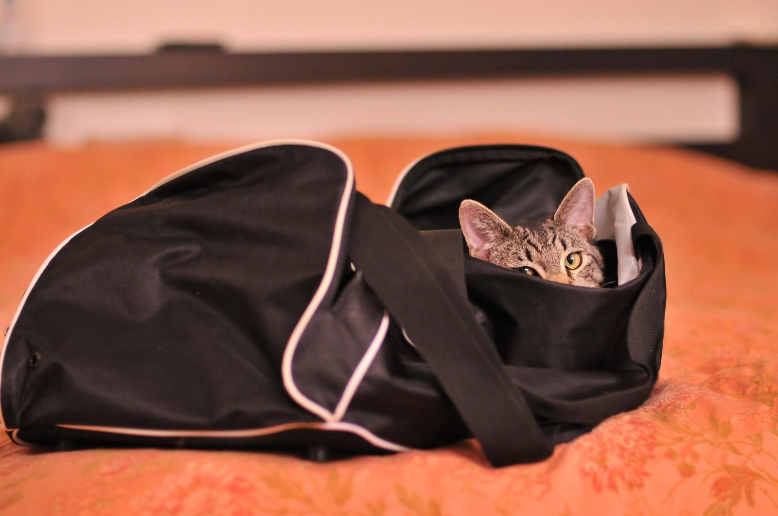 Où ranger ses accessoires de boxe ?
