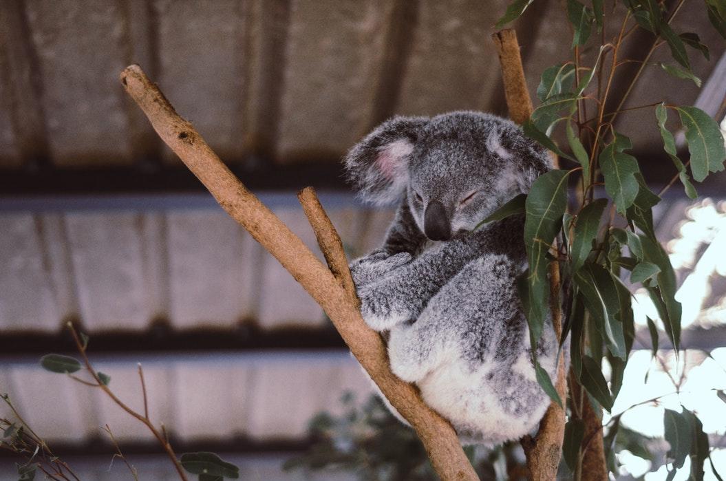 Comment organiser un voyage au pays des kangourous ?