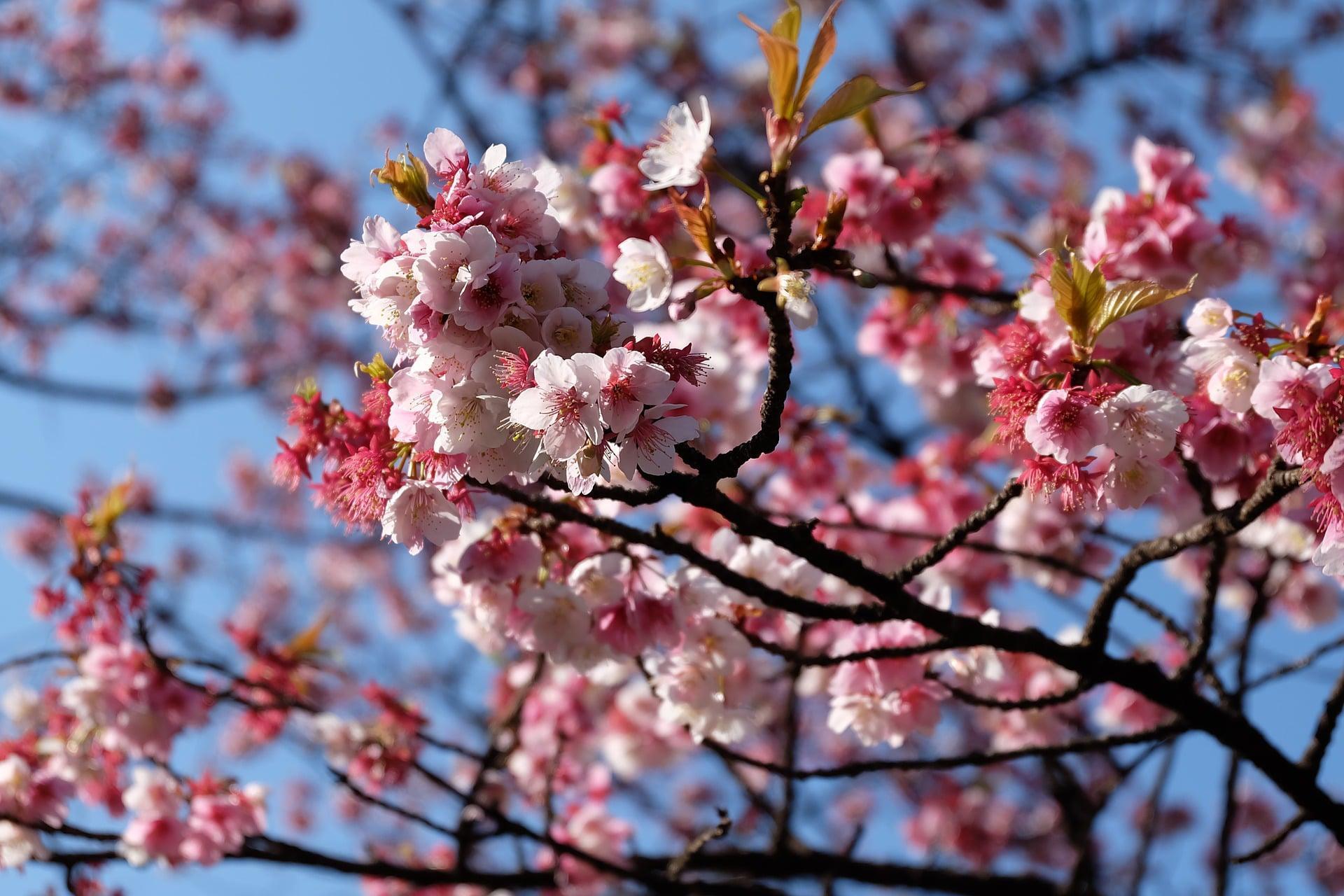 Qui peut partir à Tokyo sans parler japonais ?