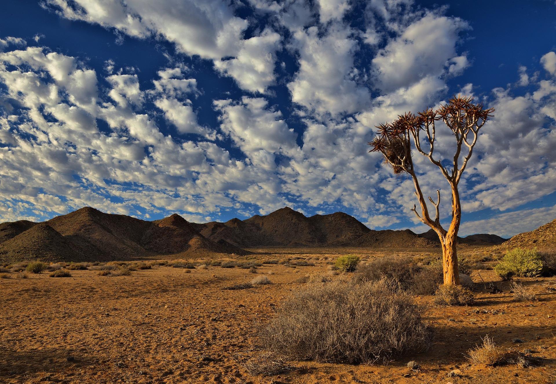 Comment deviner la circonférence d'un tronc de baobab ?