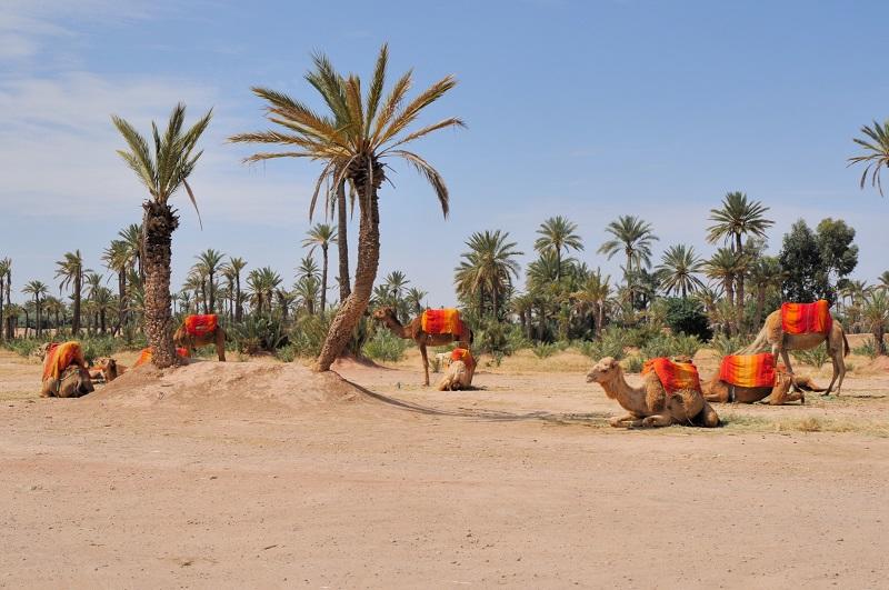Comment découvrir Marrakech ?