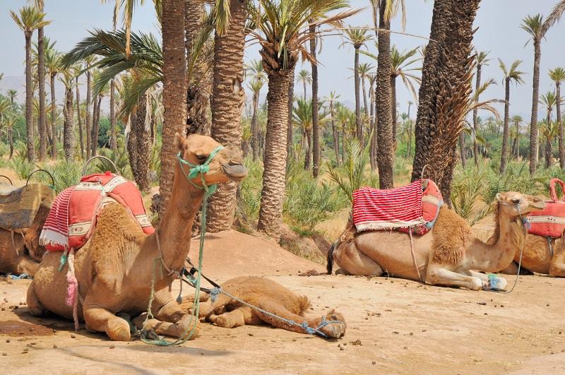 Où loger en vacances à Marrakech ?