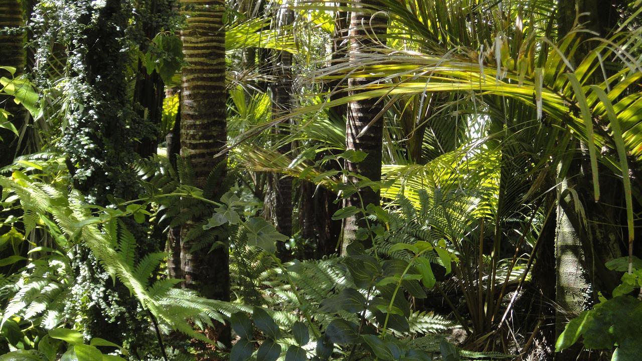 Quel est le climat dans la ville des Cariocas ? 