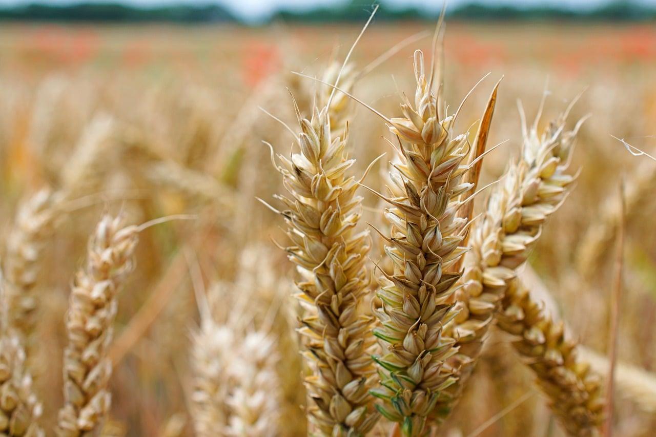 Comment manger sans gluten ?