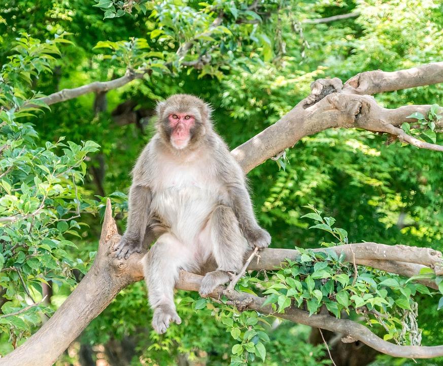 Quelles sont les activités à faire lors de vacances à Kyoto ?