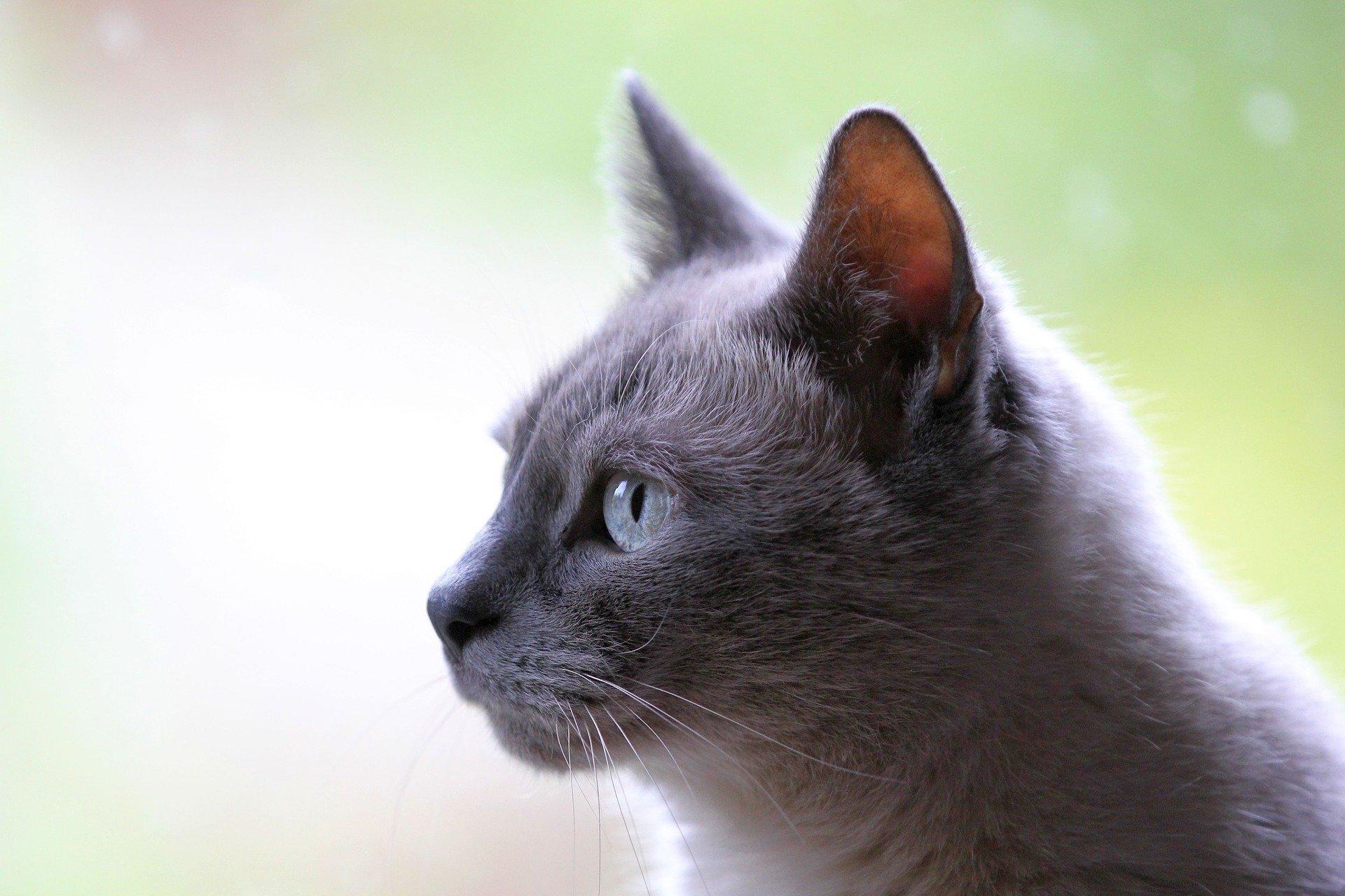 Comment réussir à représenter le chat sur papier ?