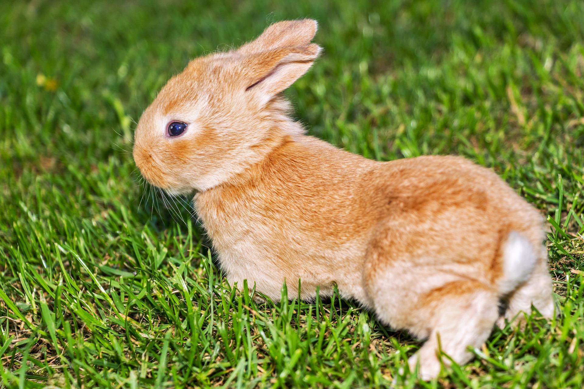 Quelles sont les étapes pour dessiner un lapin ?