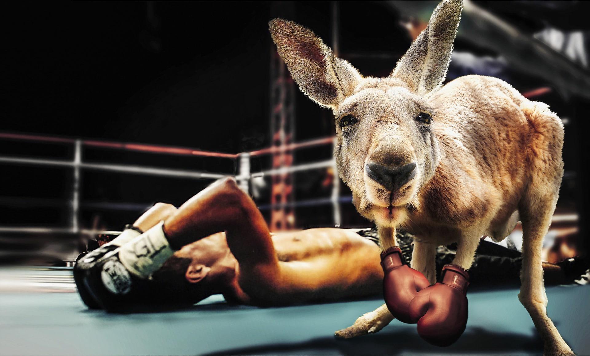 Peut-on faire de la boxe pour enfants sans abonnement ?