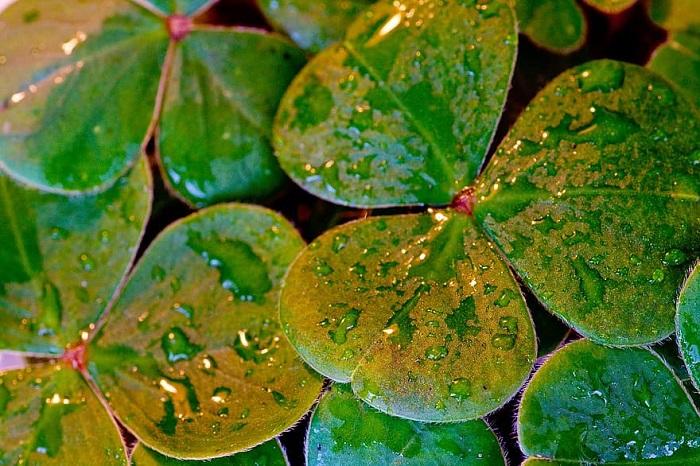 Pourquoi fête-on la Saint Patrick ?