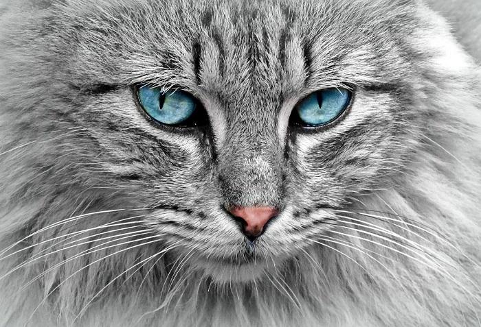 Pourquoi dessiner un chat ?