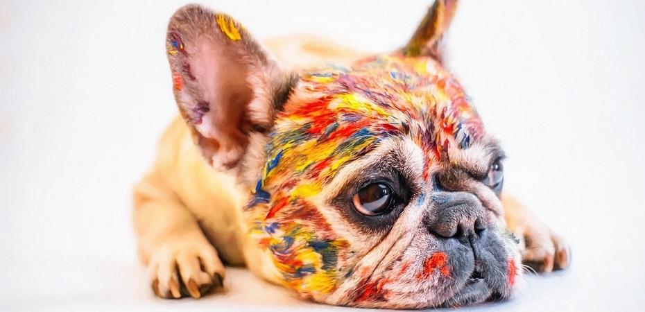De quelle manière dessiner un chien ou une chienne ?