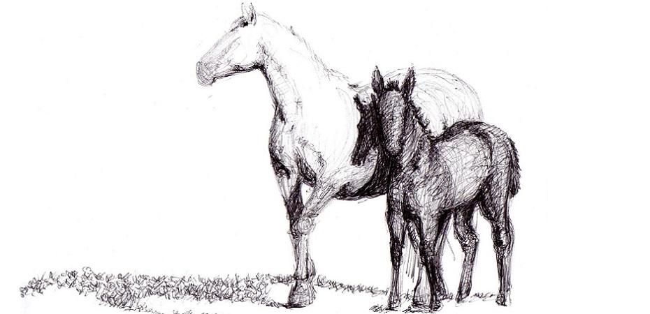 Comment apprendre à dessiner un cheval ?