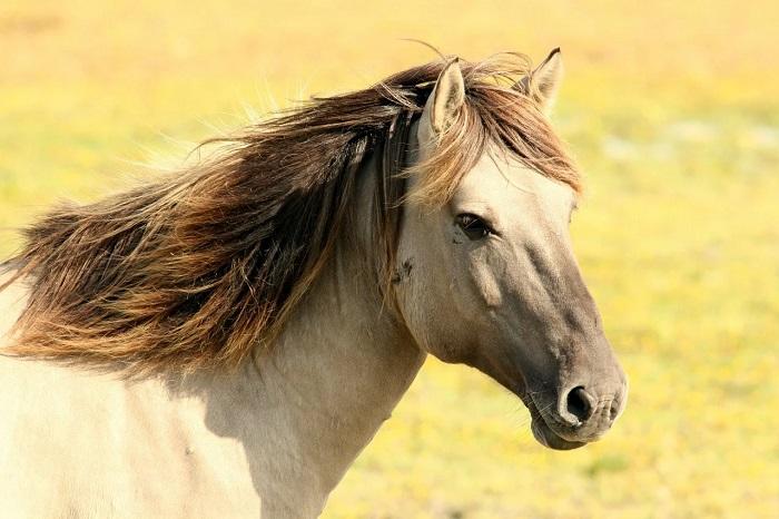 Comment Dessiner un Cheval ?, حجم الصورة 700x466