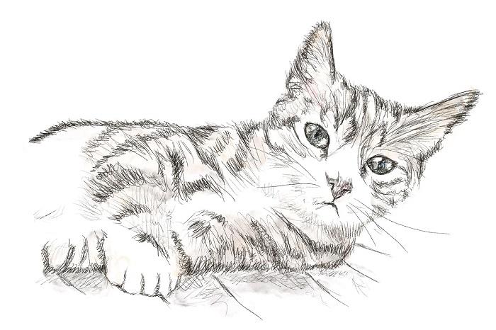 De quelle manière dessiner un chat ?