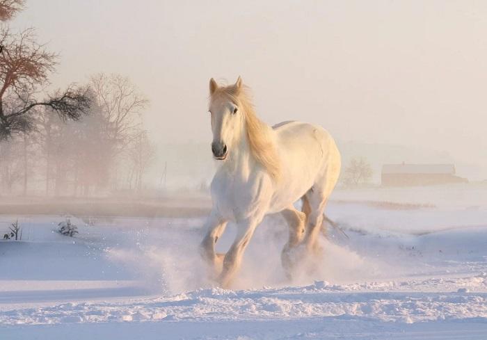 Comment Dessiner un Cheval ?, حجم الصورة 700x489