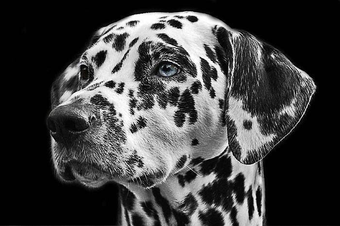 Comment faire un portrait de chien ?
