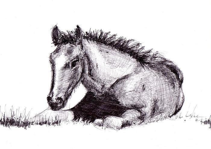 Comment Dessiner un Cheval ?, حجم الصورة 700x494