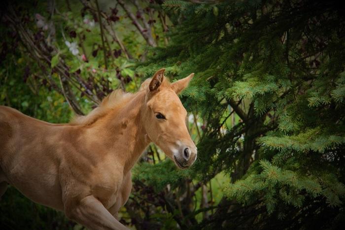 Comment faire un cheval réaliste ?