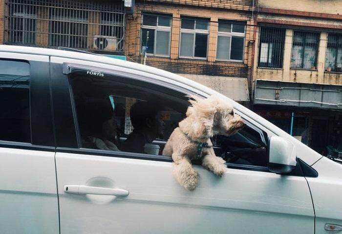 Qui peut vous apprendre à conduire ? 