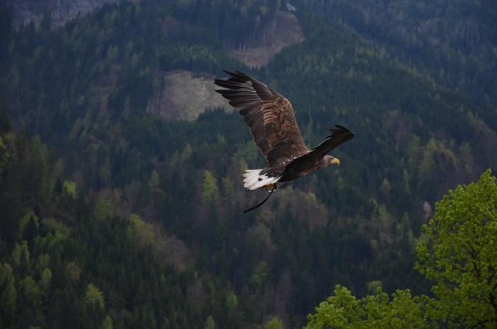 De quelle manière commencer l'apprentissage des sons d'oiseaux ? 