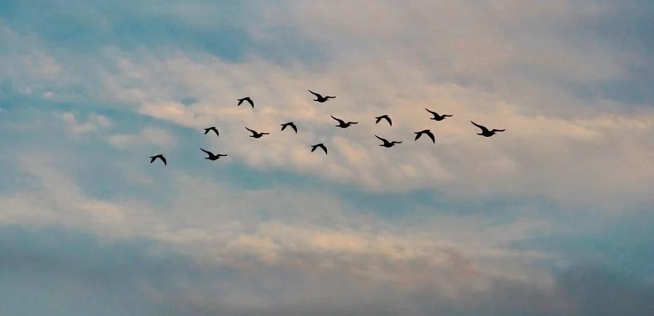 Comment chanter comme un oiseau ?