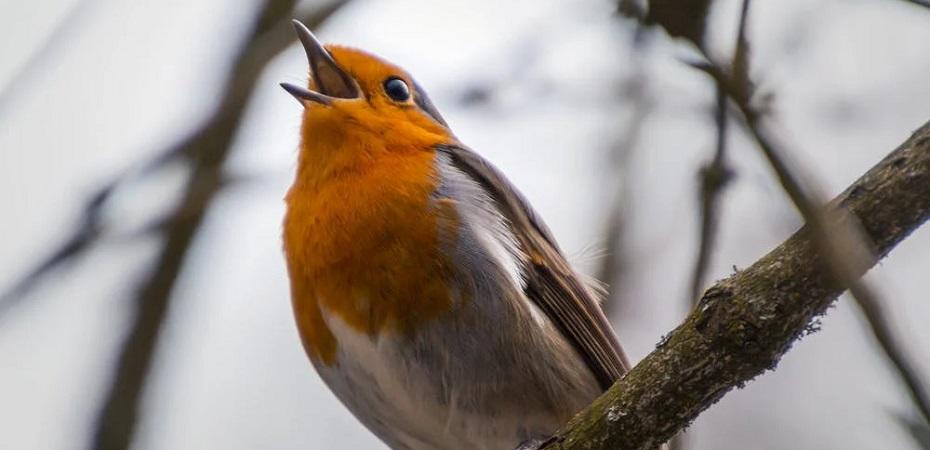 Comment reconnaître le chant d'un oiseau ?