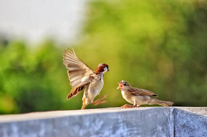 Comment imiter un oiseau ?