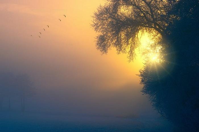Comment reconnaître un oiseau ? 