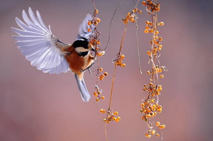 Où trouver des infos sur les oiseaux ? 