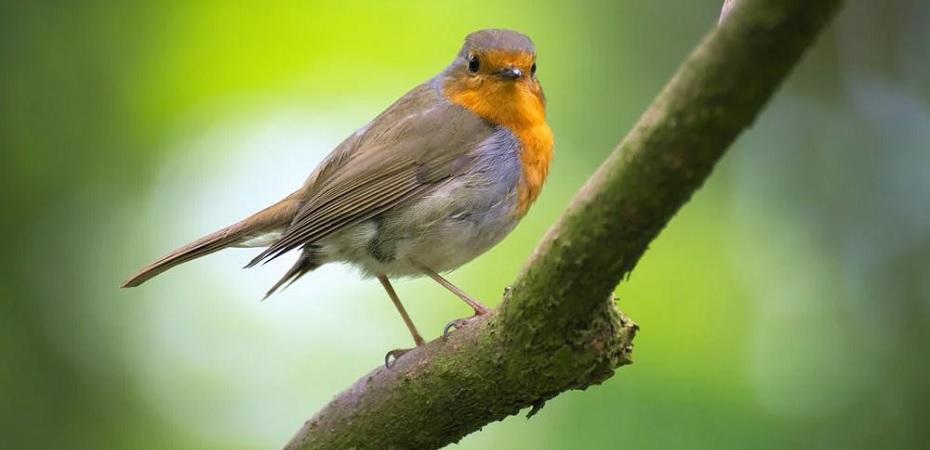 Les oiseaux peuvent-ils tous chanter ?
