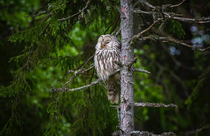 Comment reconnaître un oiseau ? 