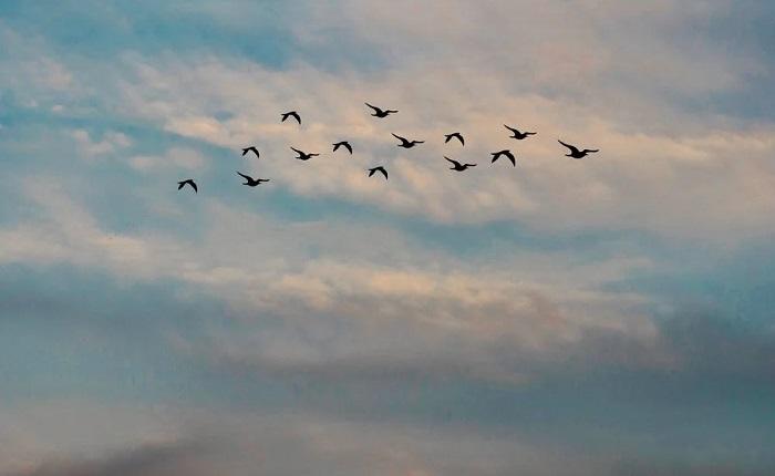 Qui sont les oiseaux qui chantent ?